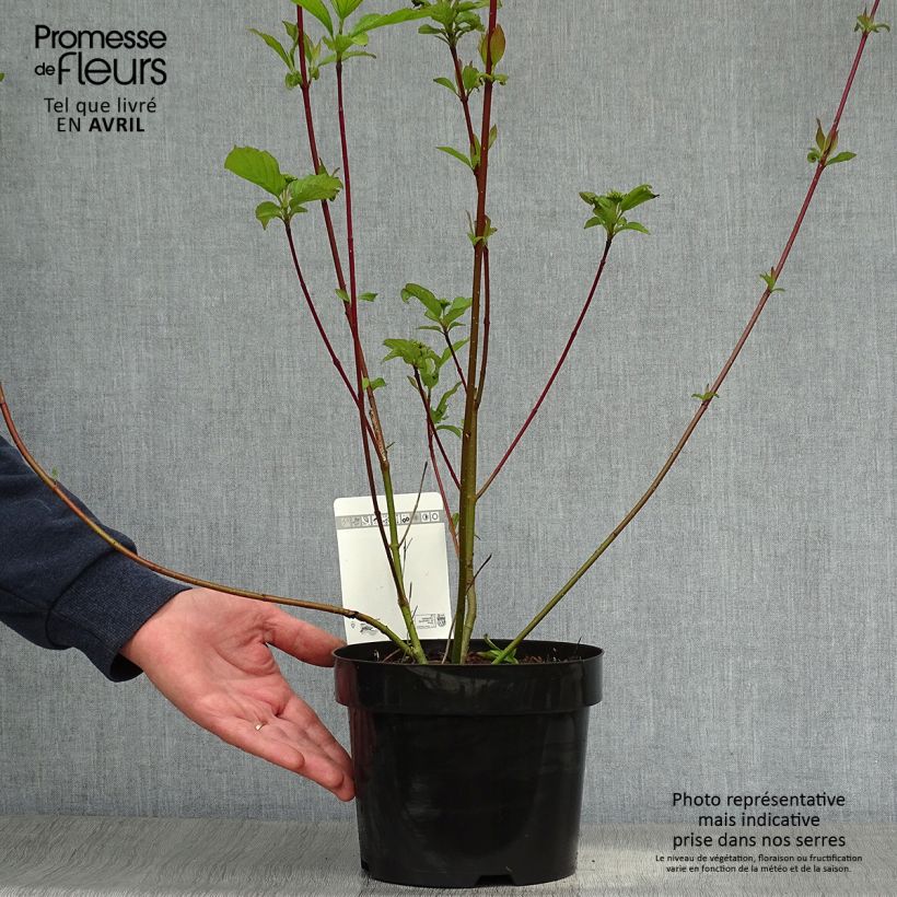Example of Cornus alba Siberian Pearls - Tatarischer Hartriegel Topf mit 3L/4L as you get in printemps