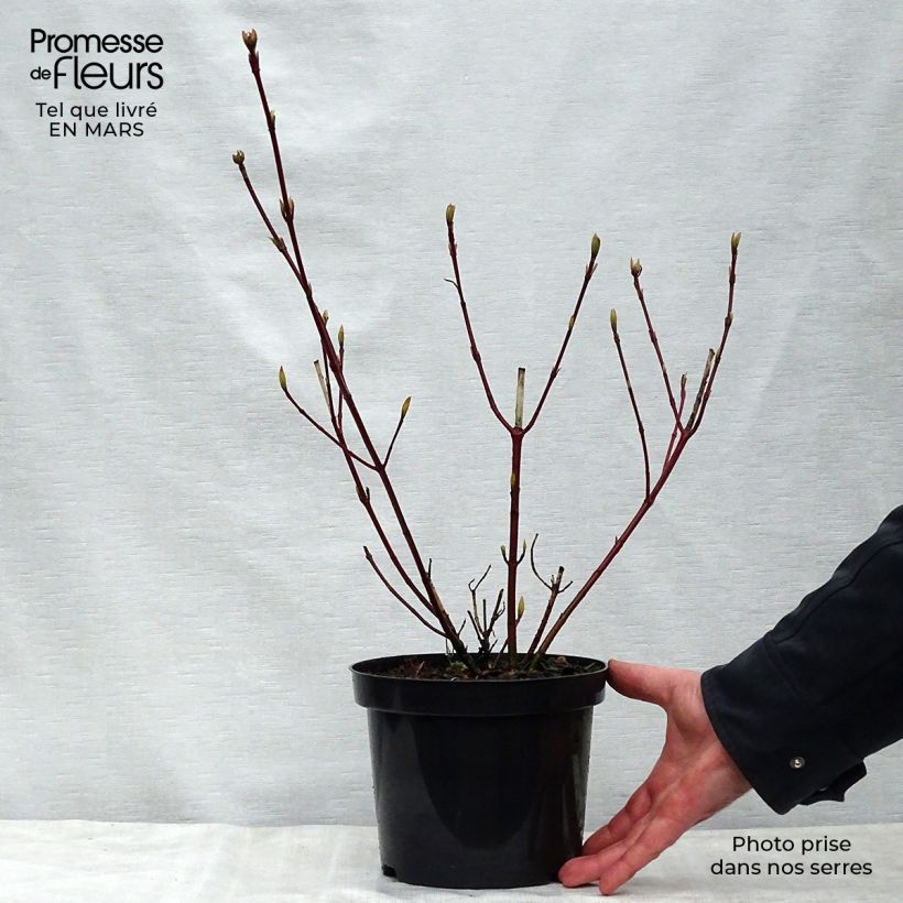 Example of Cornus alba Sibirica Variegata - Tatarischer Hartriegel Topf mit 2L/3L as you get in printemps