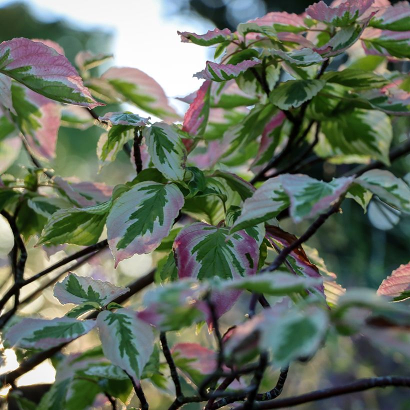 Cornus alternifolia Argentea - Wechselblättriger Hartriegel (Laub)