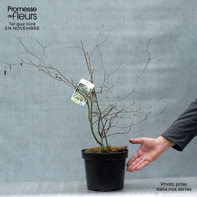 Exemplar von Cornus alternifolia Argentea - Wechselblättriger Hartriegel Topf mit 3L/4L wie im Herbst geliefert