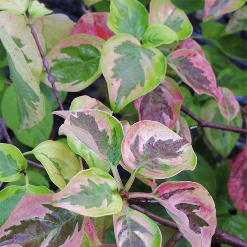 Cornus alternifolia Golden Shadows - Wechselblättriger Hartriegel (Laub)
