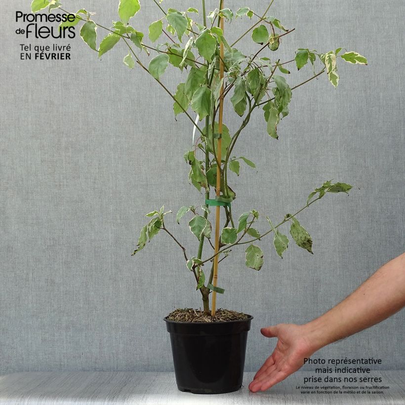 Exemplar von Cornus alternifolia Pinky Spots - Wechselblättriger Hartriegel Topf mit 4L/5L wie im Herbst geliefert