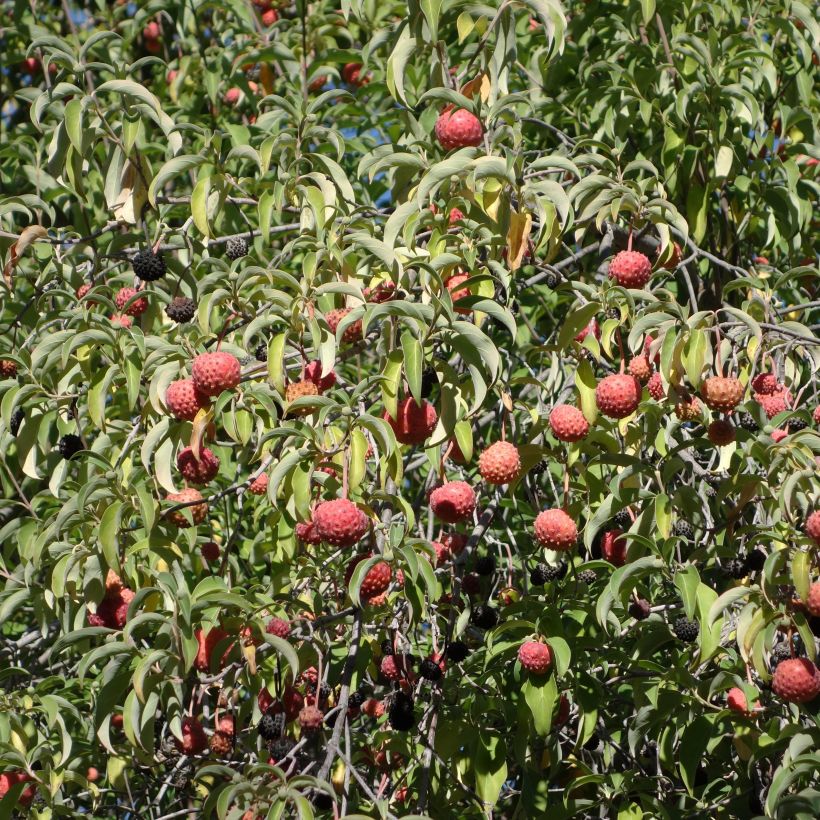 Cornus capitata - Benthams Hartriegel (Harvest)