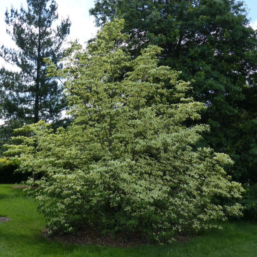 Cornus capitata - Benthams Hartriegel (Plant habit)