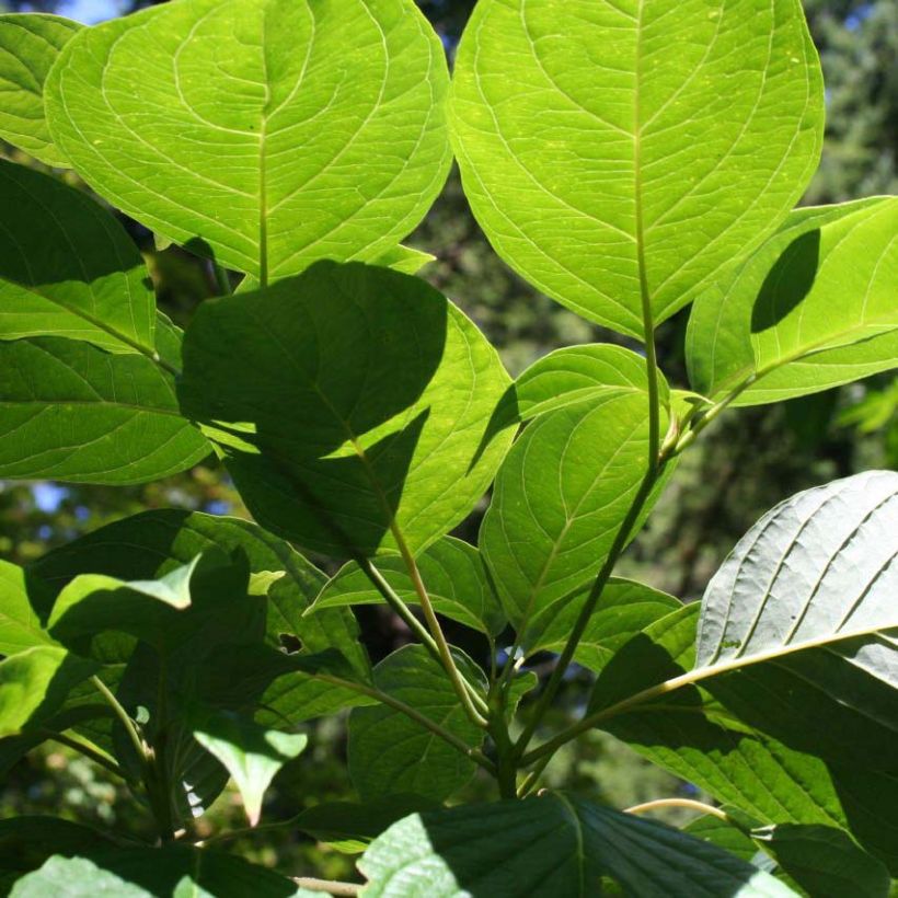 Benthams Hartriegel - Cornus controversa (Foliage)