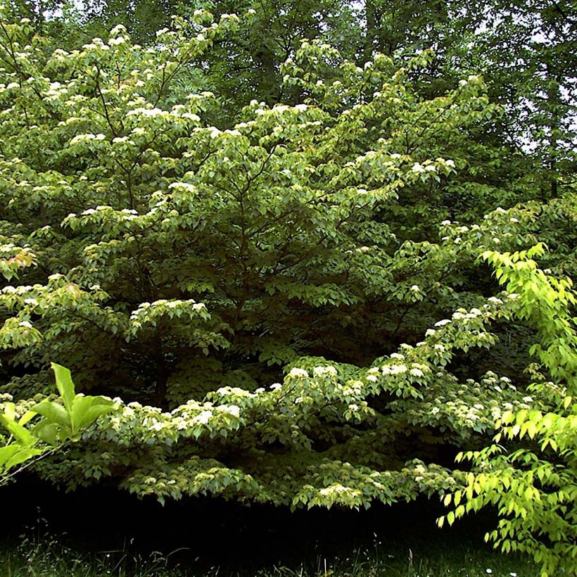Benthams Hartriegel - Cornus controversa (Plant habit)