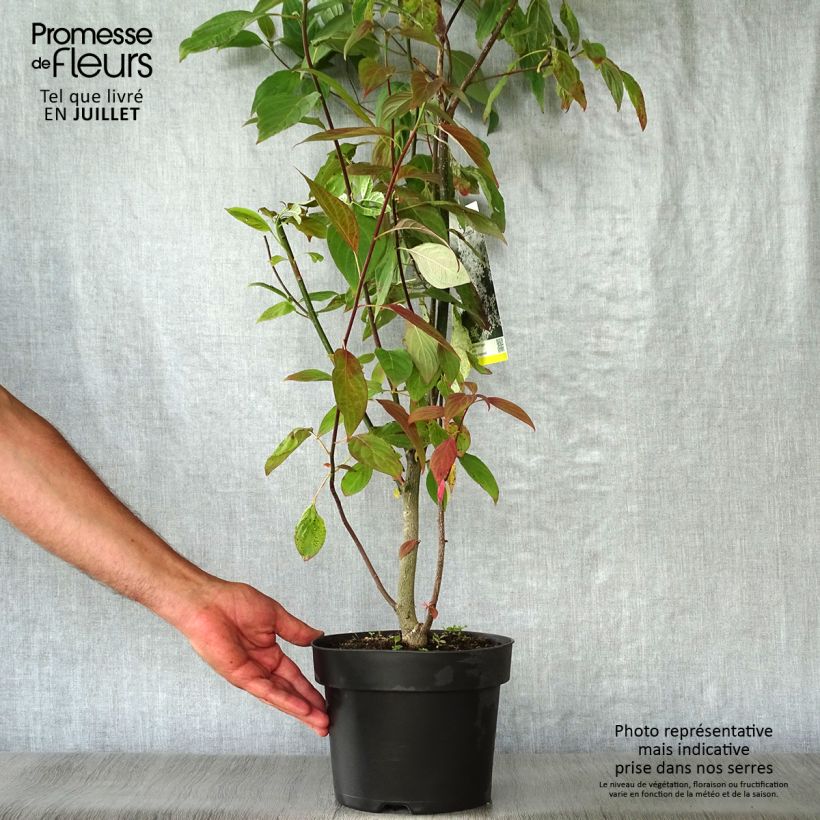 Exemplar von Benthams Hartriegel - Cornus controversa Topf mit 4L/5L wie im Sommer geliefert