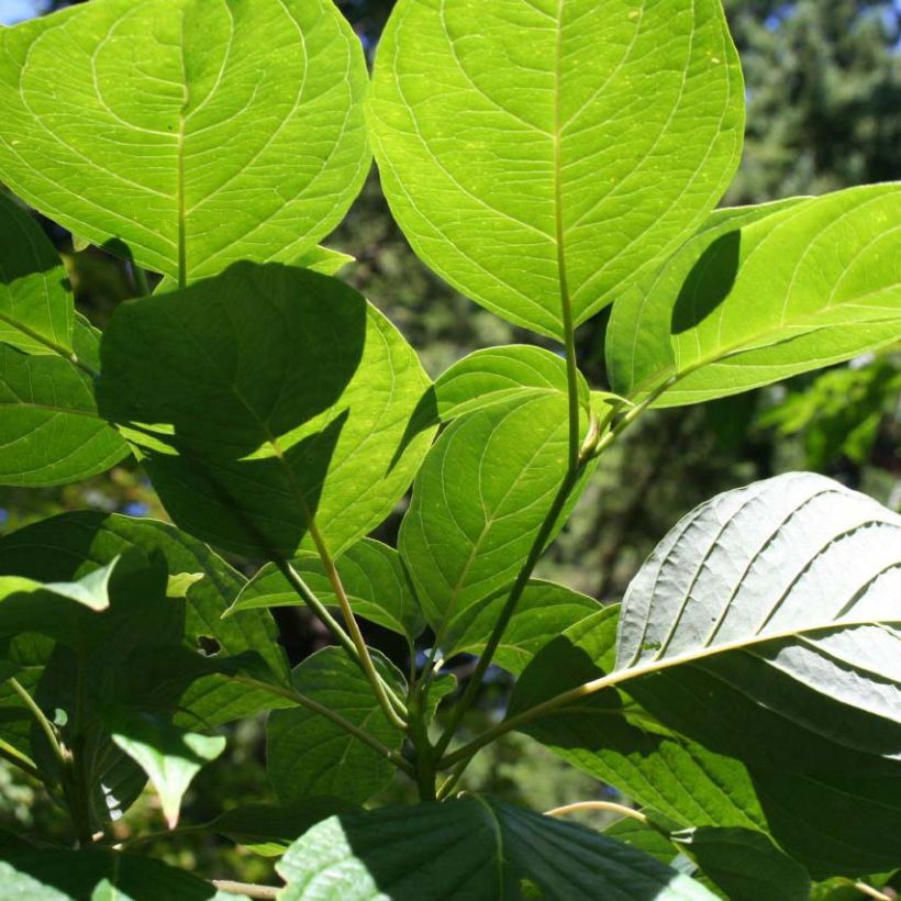 Benthams Hartriegel Pagoda - Cornus controversa (Foliage)