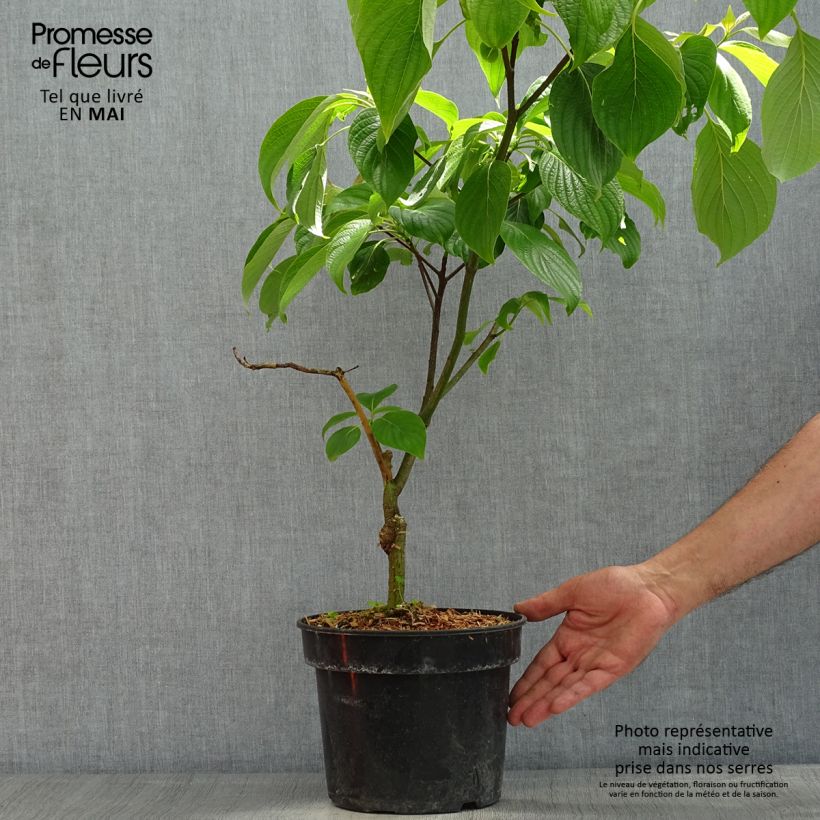 Example of Benthams Hartriegel Pagoda - Cornus controversa Topf mit 4L/5L as you get in printemps
