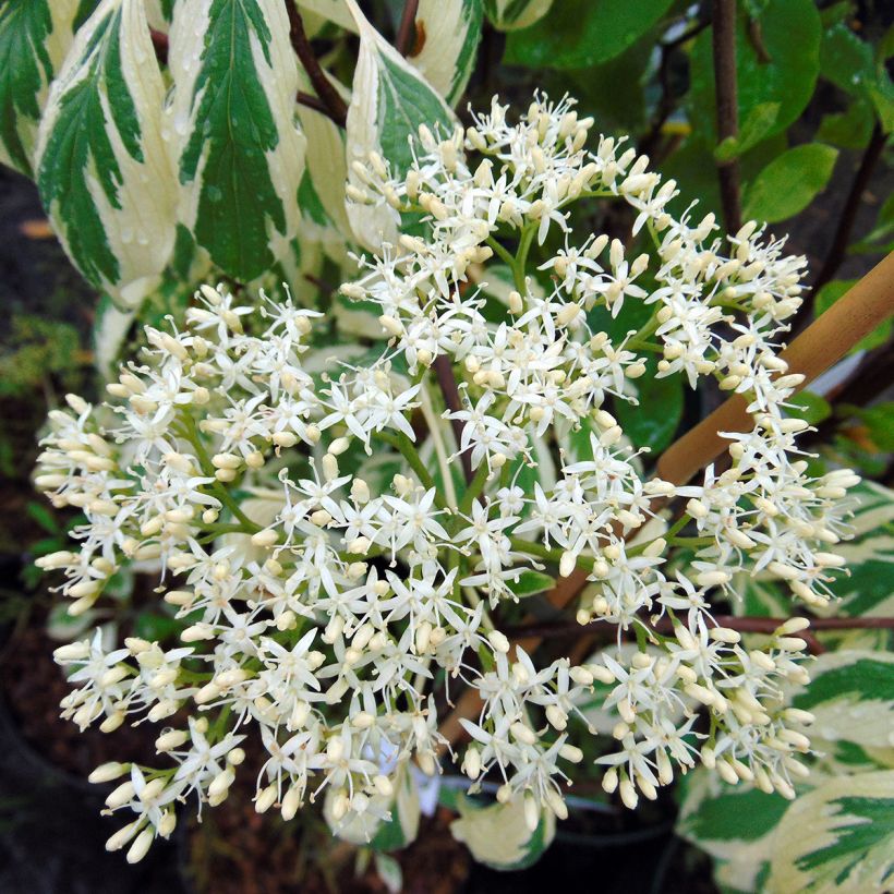 Benthams Hartriegel Variegata - Cornus controversa (Flowering)