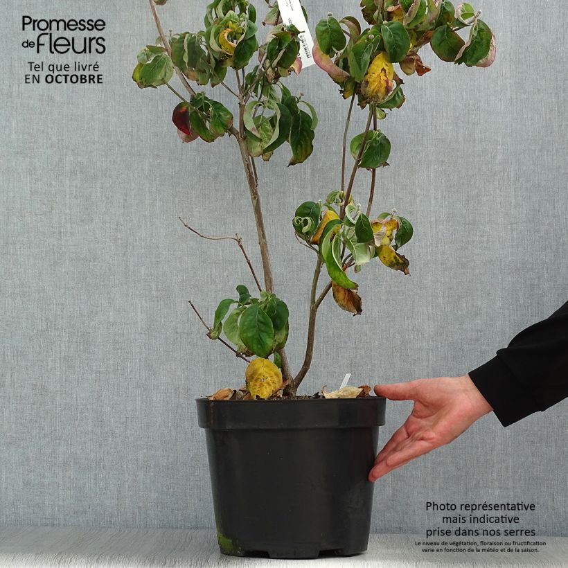 Exemplar von Amerikanischer Blumen-Hartriegel Cherokee Chief - Cornus florida Topf mit 7,5L/10L wie im Herbst geliefert