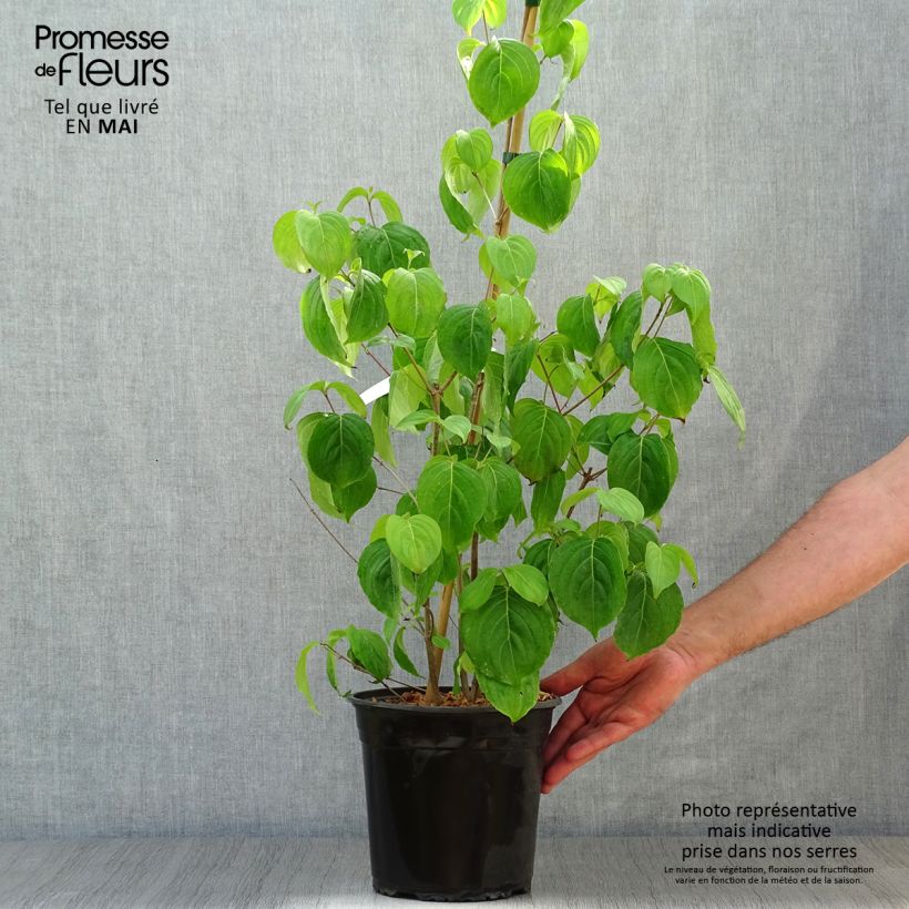 Exemplar von Amerikanischer Blumen-Hartriegel Cloud Nine - Cornus florida Topf mit 4L/5L wie im Frühjahr geliefert