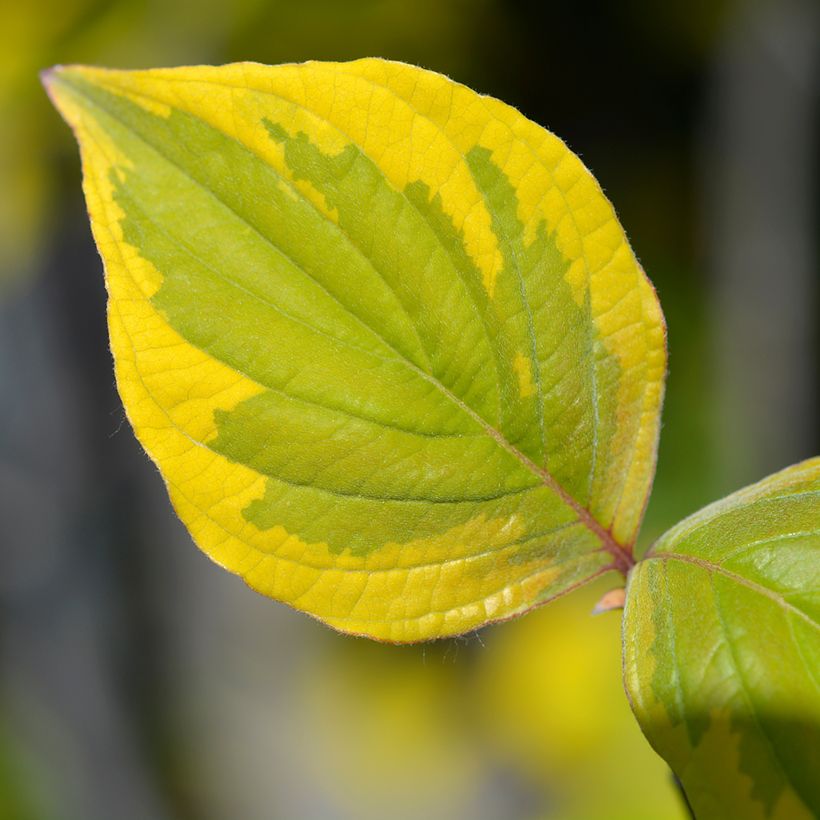 Amerikanischer Blumen-Hartriegel Rainbow - Cornus florida (Laub)