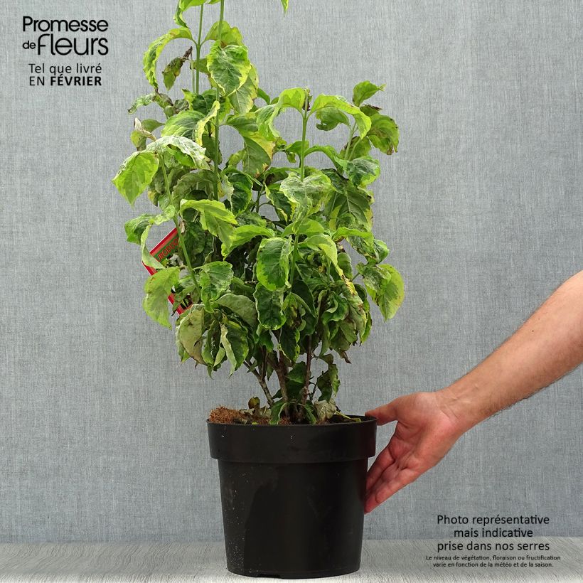 Exemplar von Amerikanischer Blumen-Hartriegel Rainbow - Cornus florida Topf mit 6L/7L wie im Herbst geliefert