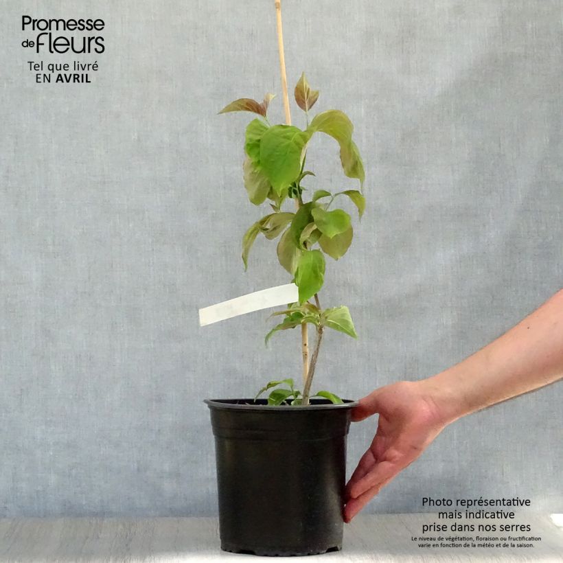 Example of Amerikanischer Blumen-Hartriegel Rubra - Cornus florida Topf mit 4L/5L as you get in printemps