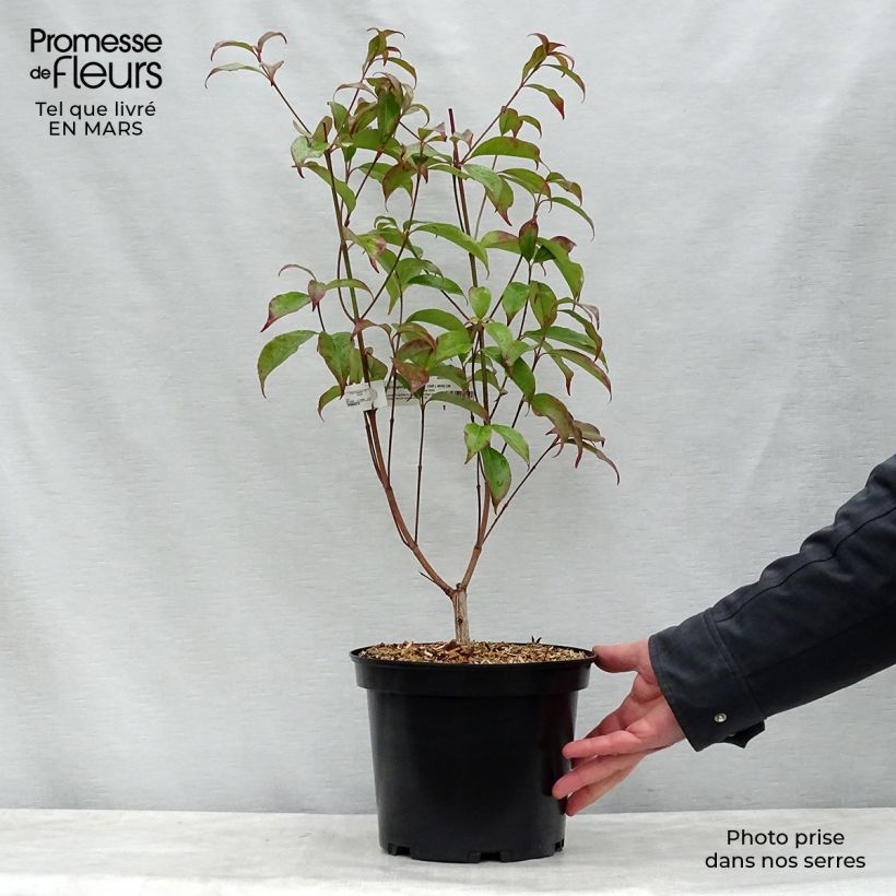 Example of Hongkong-Hartriegel - Cornus hongkongensis Topf mit 2L/3L as you get in printemps