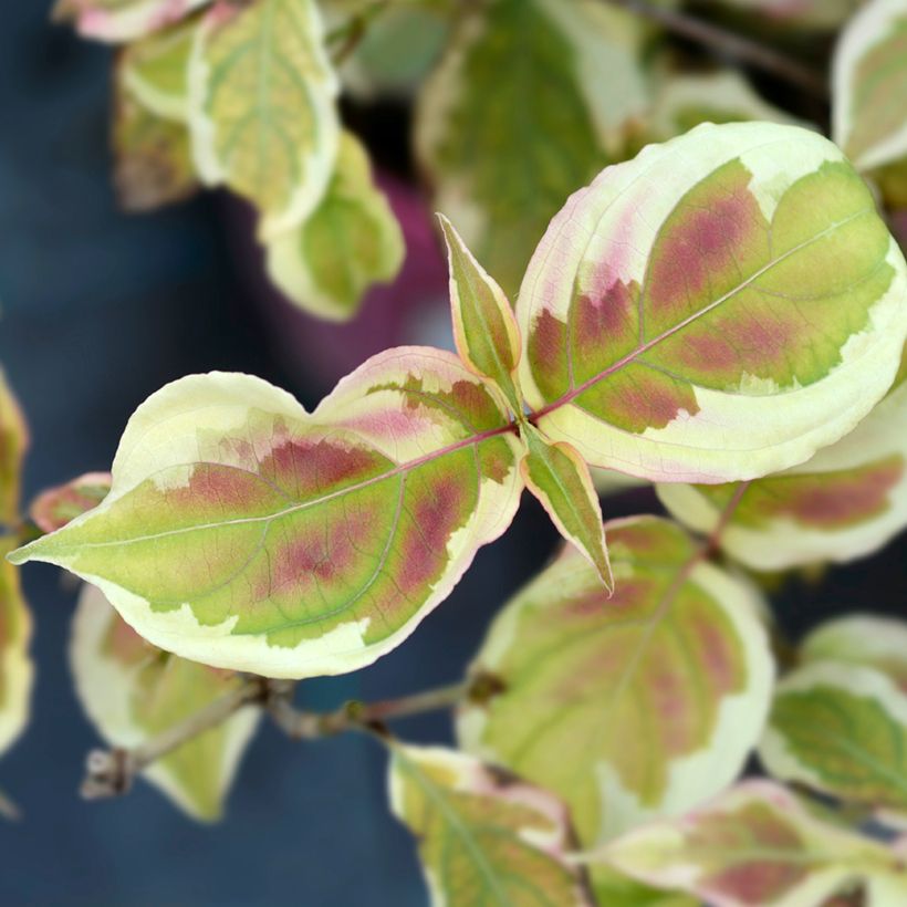 Cornus kousa Akatsuki - Cornouiller du Japon (Laub)