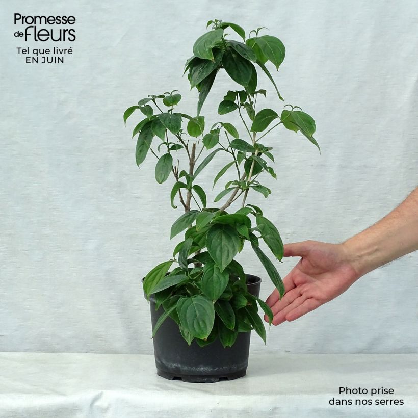 Exemplar von Japanischer Blumen-Hartriegel Cappuccino - Cornus kousa Topf mit 6L/7L wie im Sommer geliefert