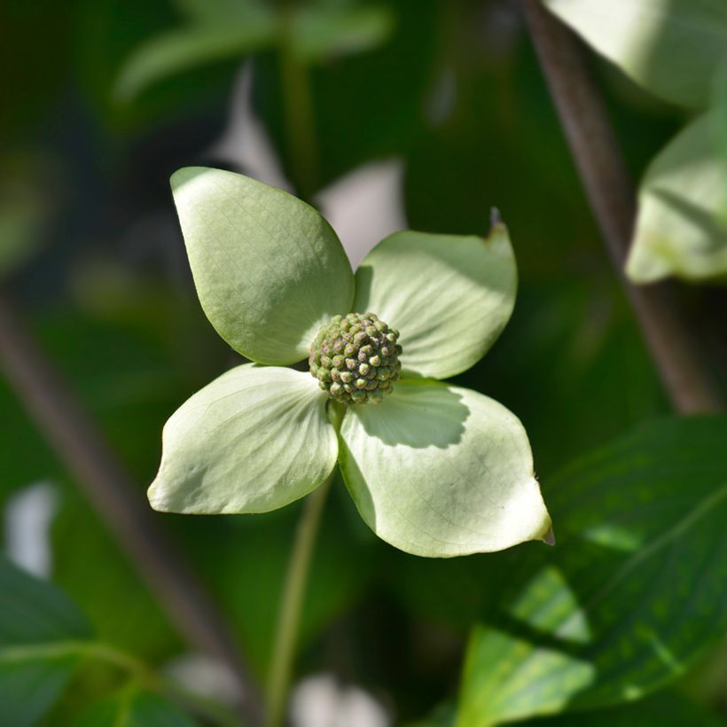 Japanischer Blumen-Hartriegel China Girl - Cornus kousa (Flowering)
