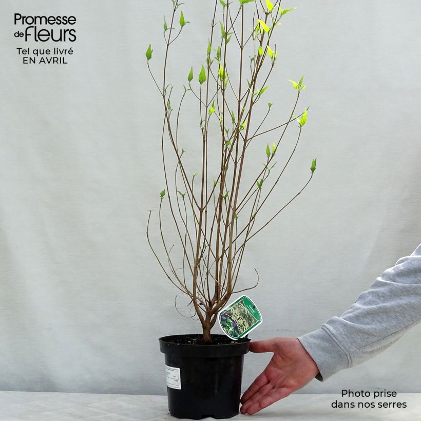 Example of Japanischer Blumen-Hartriegel Chinensis - Cornus kousa Topf mit 3L/4L as you get in printemps