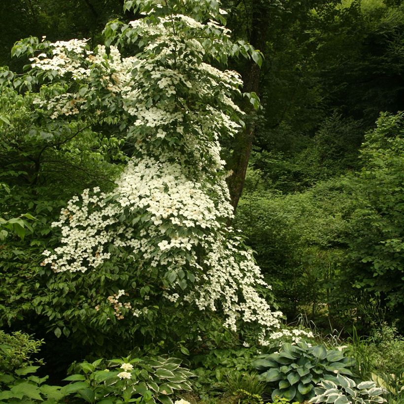Japanischer Blumen-Hartriegel Chinensis - Cornus kousa (Plant habit)