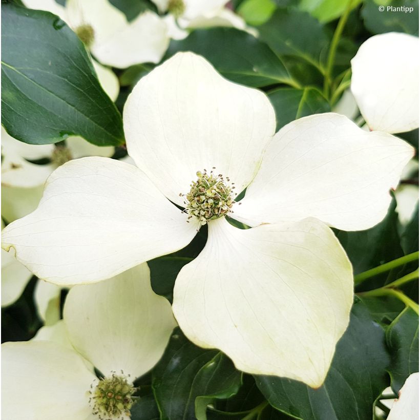 Japanischer Blumen-Hartriegel Flower Tower - Cornus kousa (Flowering)