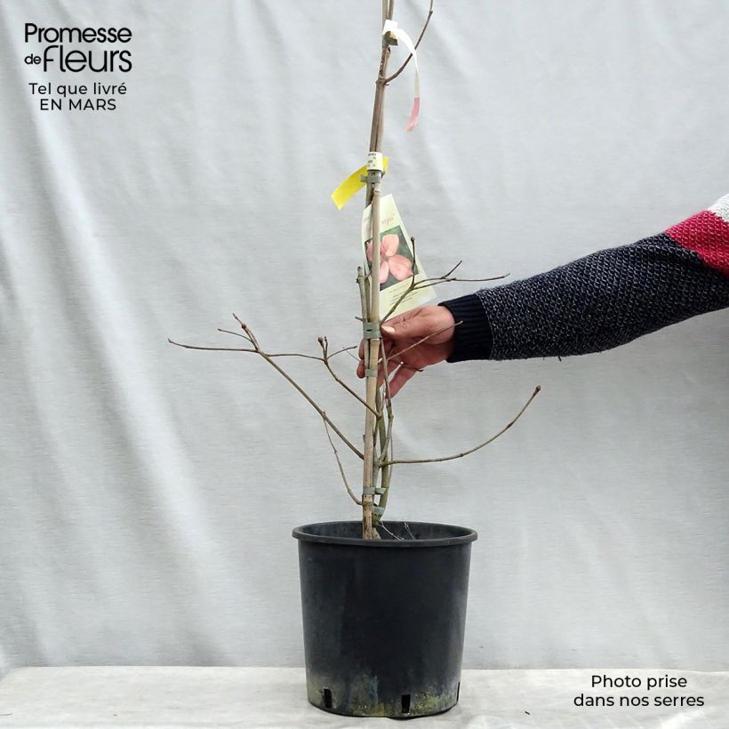 Exemplar von Japanischer Blumen-Hartriegel Rosy Teacups - Cornus kousa Topf mit 7,5L/10L wie im Winter geliefert
