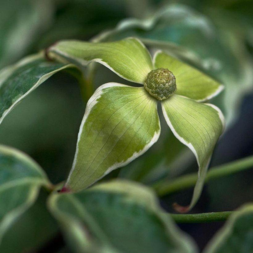 Japanischer Blumen-Hartriegel Samaritan - Cornus kousa (Flowering)