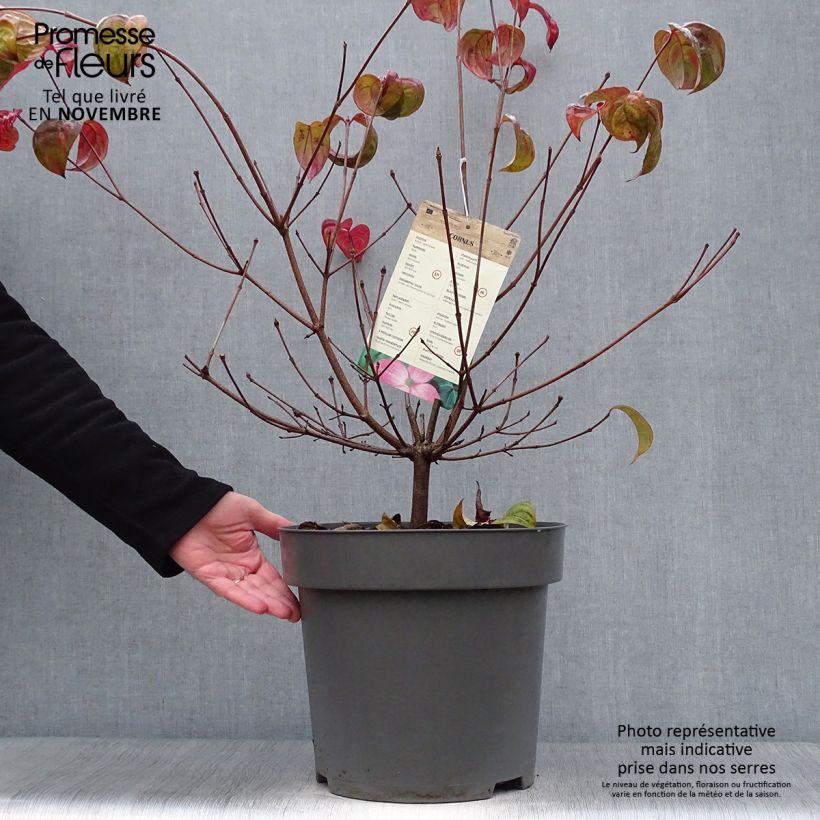 Exemplar von Japanischer Blumen-Hartriegel Satomi - Cornus kousa Topf mit 6L/7L wie im Herbst geliefert