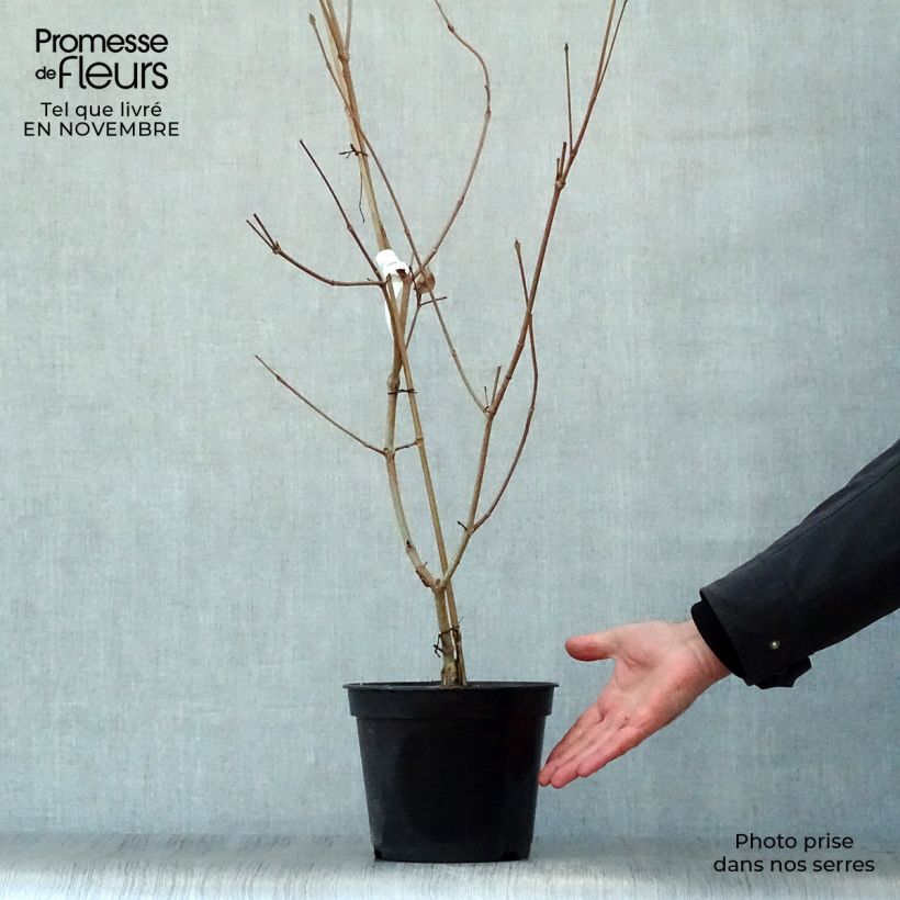 Exemplar von Japanischer Blumen-Hartriegel Satomi - Cornus kousa Topf mit 4L/5L wie im Herbst geliefert