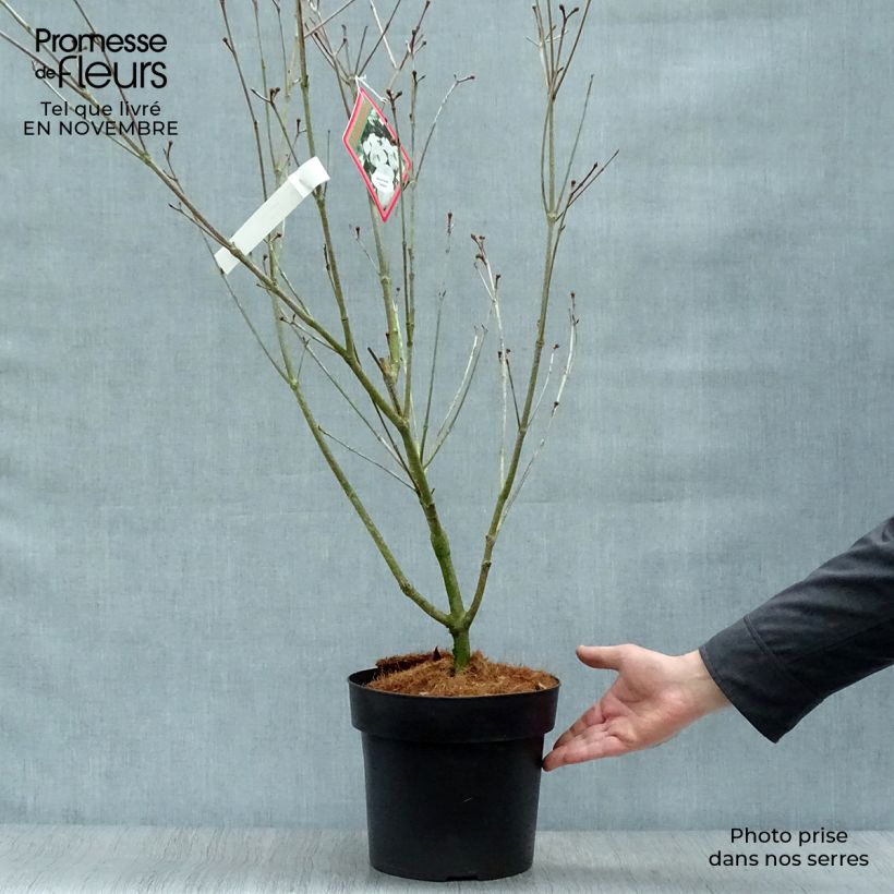 Exemplar von Japanischer Blumen-Hartriegel Teutonia - Cornus kousa Topf mit 4L/5L wie im Herbst geliefert