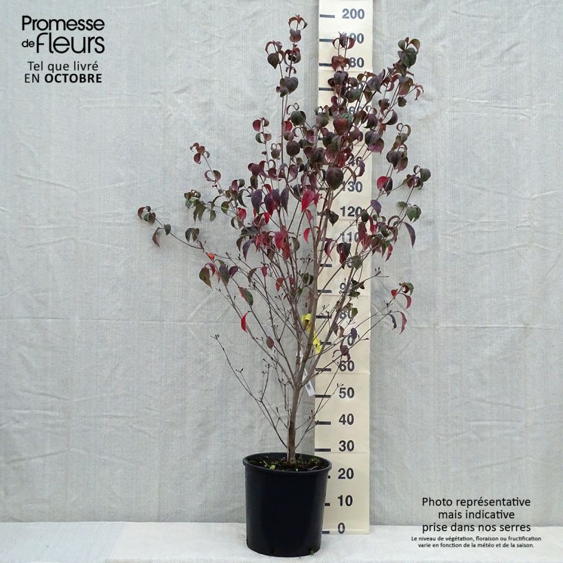 Exemplar von Japanischer Blumen-Hartriegel Wieting's Select - Cornus kousa Topf mit 18L/20L wie im Herbst geliefert
