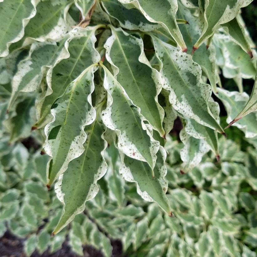 Japanischer Blumen-Hartriegel Wolf Eyes - Cornus kousa (Foliage)