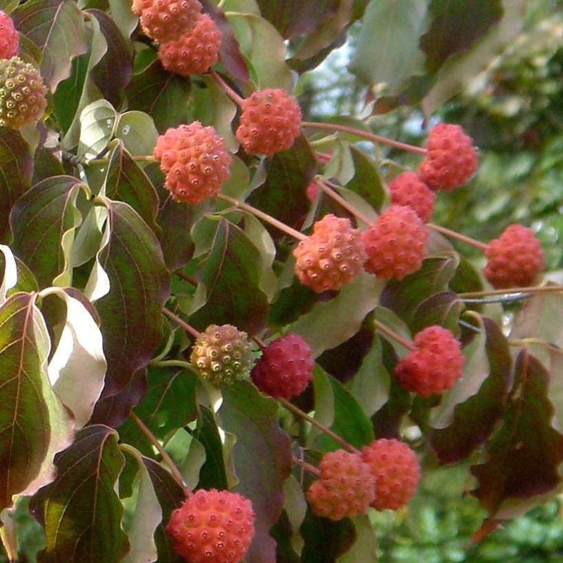 Japanischer Blumen-Hartriegel Chinensis - Cornus kousa (Harvest)