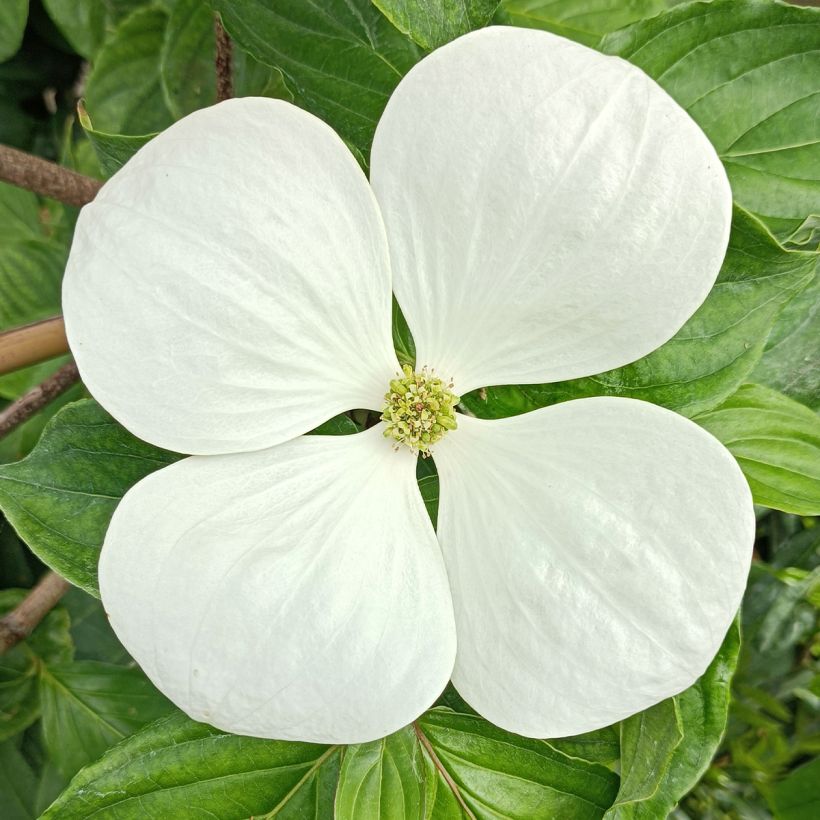 Japanischer Blumen-Hartriegel Venus - Cornus kousa (Flowering)