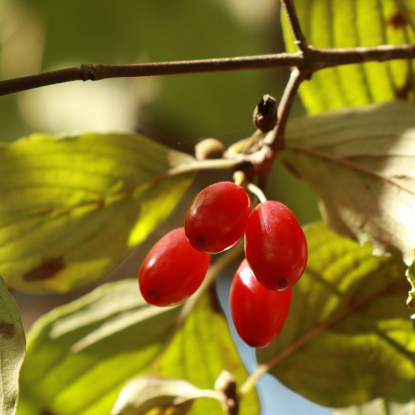 Asiatische Kornelkirsche - Cornus officinalis (Ernte)