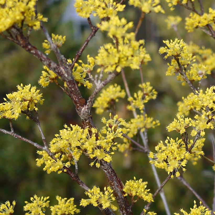 Asiatische Kornelkirsche Robin's Pride - Cornus officinalis (Flowering)
