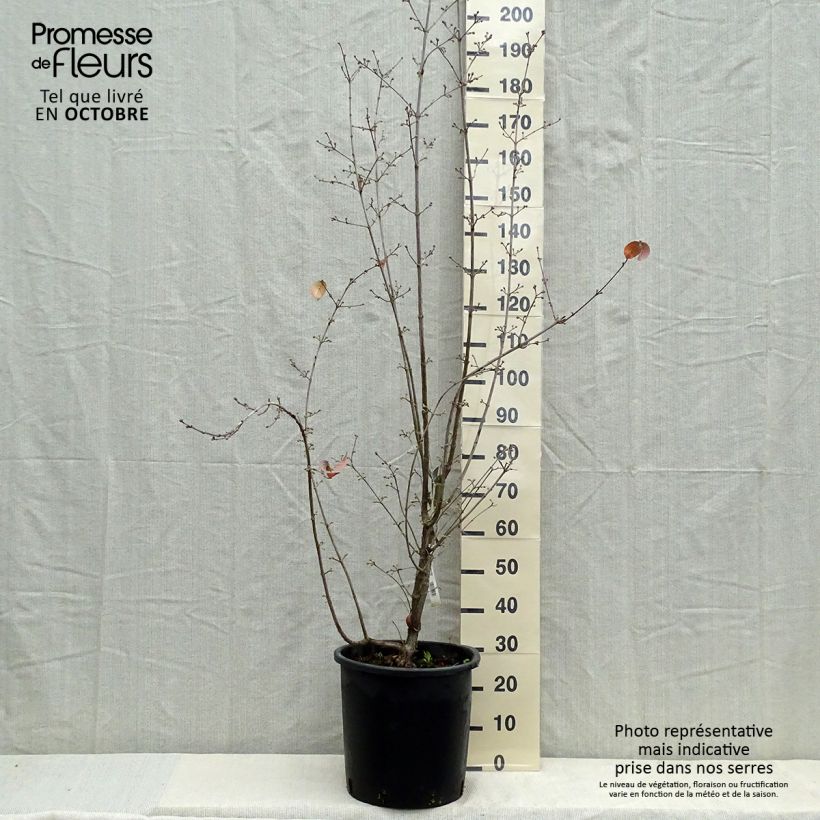 Exemplar von Asiatische Kornelkirsche Robin's Pride - Cornus officinalis Topf mit 20L/25L wie im Herbst geliefert