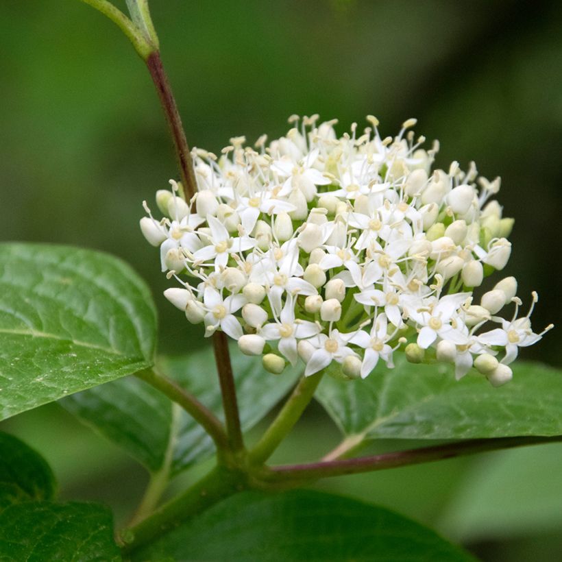 Roter Hartriegel - Cornus sanguinea (Flowering)