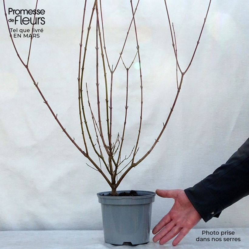 Example of Roter Hartriegel - Cornus sanguinea Topf mit 2L/3L as you get in printemps
