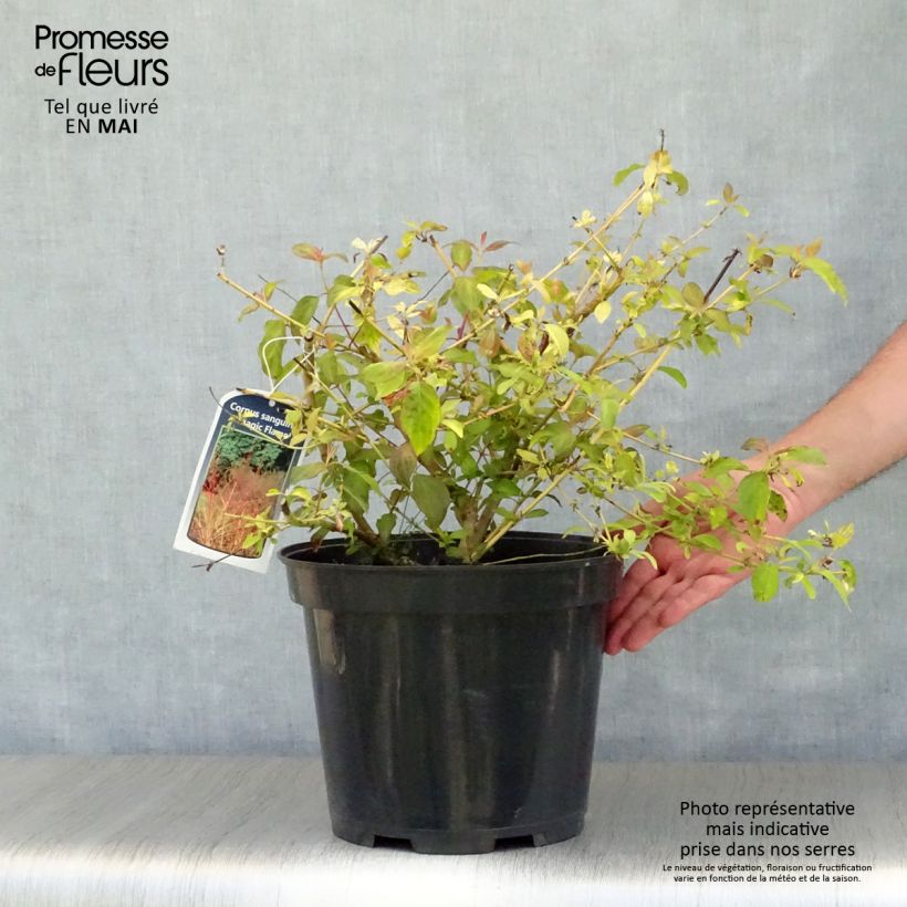 Example of Roter Hartriegel Magic Flame - Cornus sanguinea Topf mit 7,5L/10L as you get in printemps