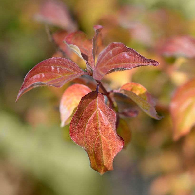Roter Hartriegel Winter Beauty - Cornus sanguinea (Foliage)