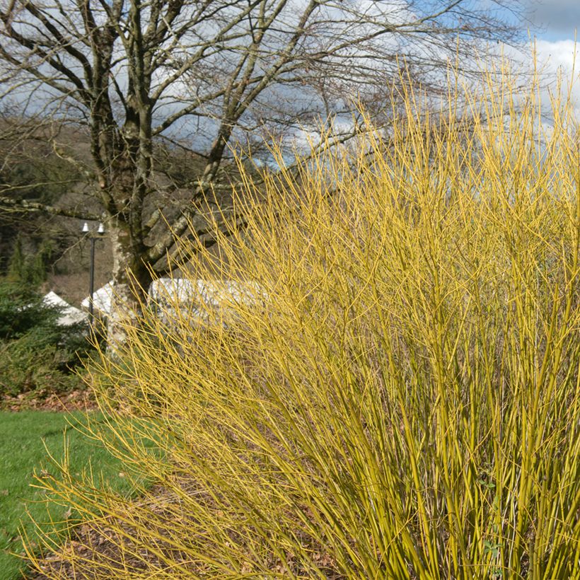 Seidige Hartriegel Budd's Yellow - Cornus sericea (Wuchs)