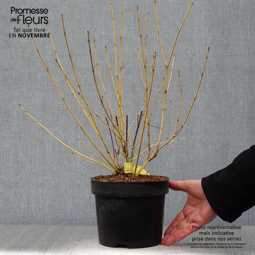 Exemplar von Seidige Hartriegel Flaviramea - Cornus sericea Topf mit 3L/4L wie im Herbst geliefert