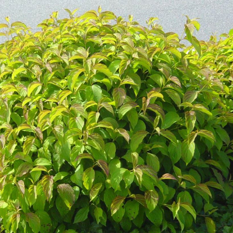 Seidige Hartriegel Kelsey's Dwarf - Cornus sericea (Wuchs)