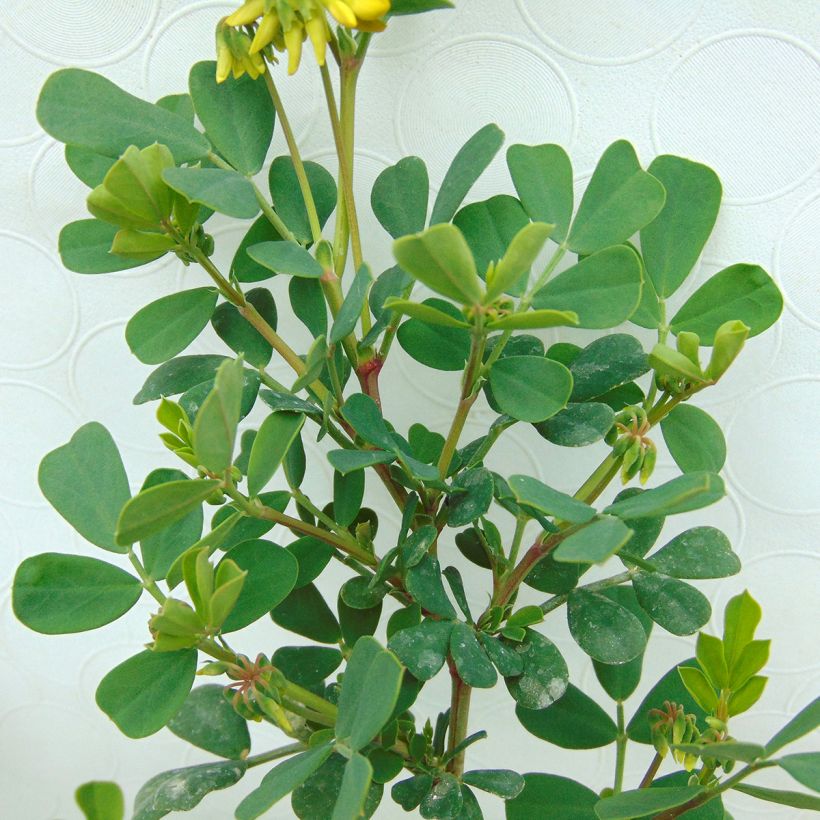 Coronilla valentina subsp. glauca - Blaugrüne Kronwicke (Foliage)