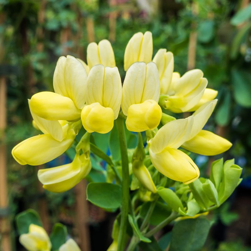 Coronilla valentina subsp. glauca Citrina - Blaugrüne Kronwicke (Blüte)