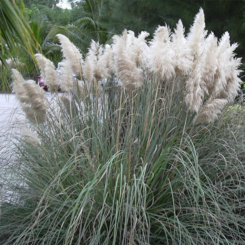 Cortaderia selloana - Pampasgras (Wuchs)
