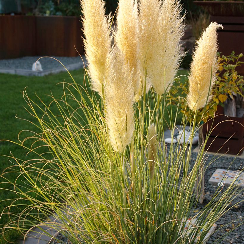 Cortaderia selloana Mini Pampas - Pampasgras (Wuchs)