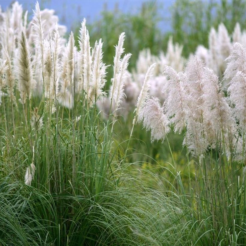 Cortaderia selloana Mini Silver Pampas - Pampasgras (Wuchs)